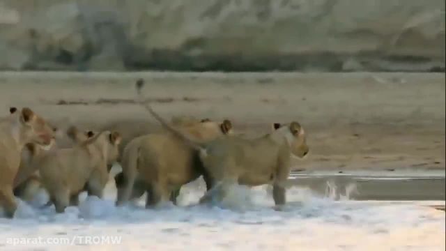 کلیپ رد شدن شیر از رودخانه پر از تمساح - ویدیو بسیار جالب حیات وحش !