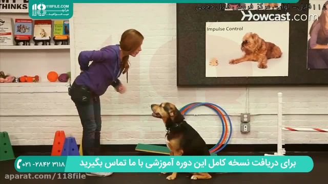 آموزش ویدیویی دست دادن به سگ در کوتاه ترین زمان ممکن !