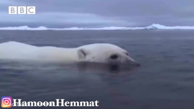 کلیپ راز بقا در قطب شمال - زندگی جان سخت ترین موجودات دنیا !