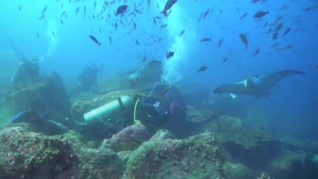 ویدیو جذاب و دیدنی از دنیای زیر آب و موجودات در آن !