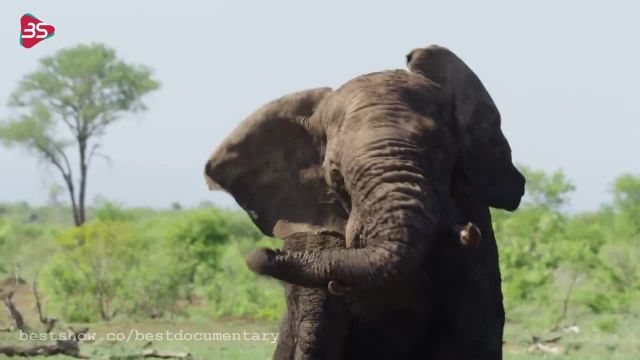 کلیپ بسیار جالب و زیبا از حیات وحش آفریقا