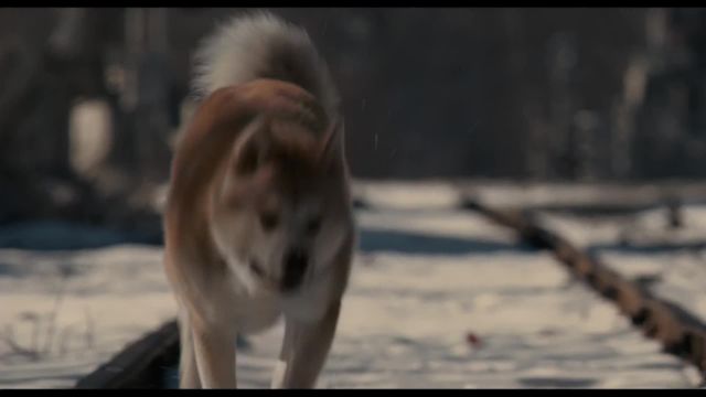 دانلود فیلم هاچیکو با زیرنویس فارسی چسبیده Hachi: A Dogs Tale 2009