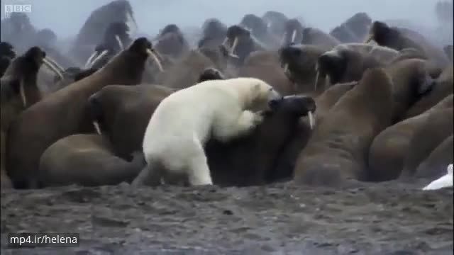 کلیپ بسیار هیجان انگیز حمله خرس های قطبی به فُک ها!