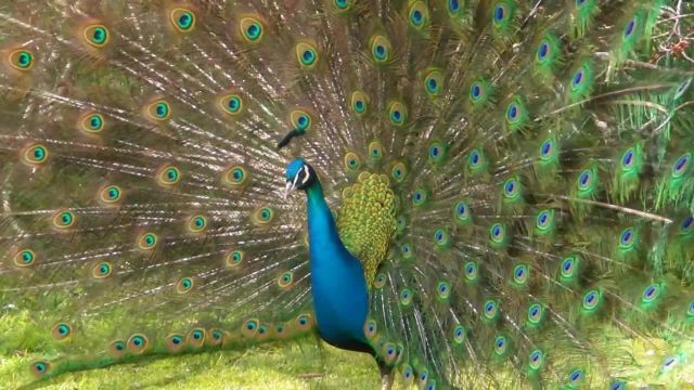 کلیپ حیرت انگیز از رقص زیبای طاووس !