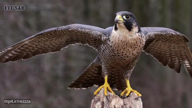 آشنایی کامل با خارق‌العاده ترین پرنده شکاری دنیا !