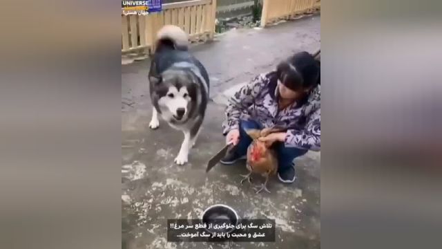 ویدیو تلاش سگ برای جلوگیری از کشته شدن مرغ !