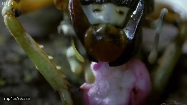 ویدیو بسیار جالب و دیدنی از حشرات در نمای نزدیک !