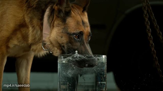 کلیپ تصویری اسلوموشن از آب خوردن سگ بسیار جالب !