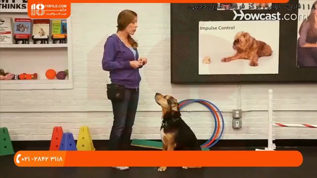 تربیت سگ - آموزش دست دادن به سگ