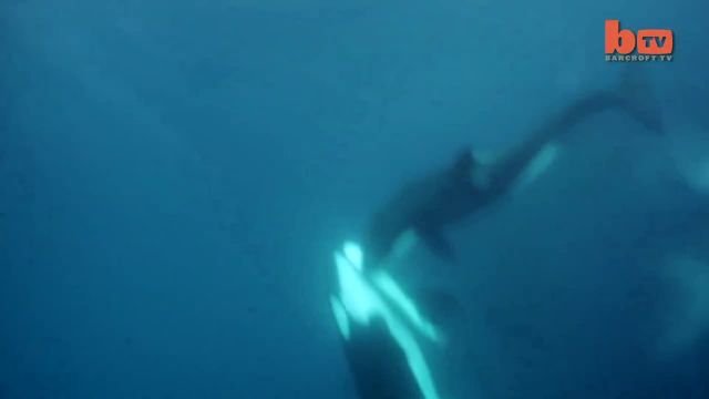 ویدیو مستند هیجان انگیز از حمله نهنگ ها به کوسه سفید !
