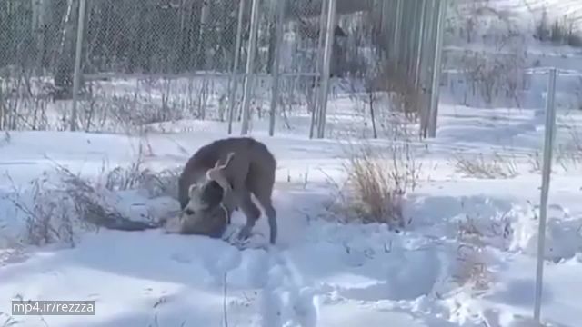 ویدیو بسیار زیبا و حیرت‌انگیز از سیاه گوش کانادایی در حیات وحش !