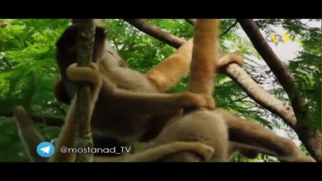 ویدیو بسیار جذاب و دیدنی از زندگی اجتماعی میمون ها !