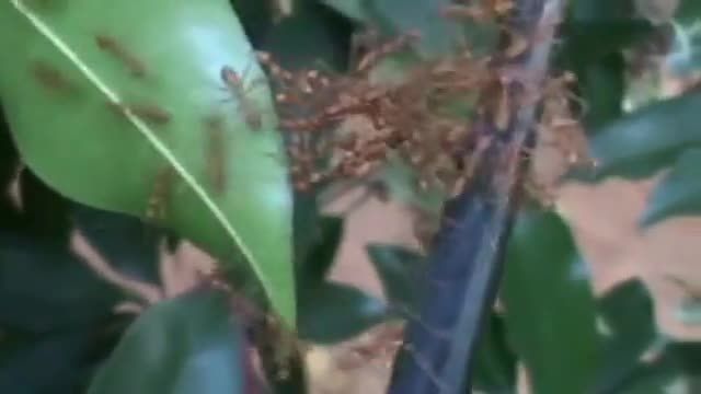 ویدیو دیدنی از اتحاد شگفت انگیز مورچه ها !