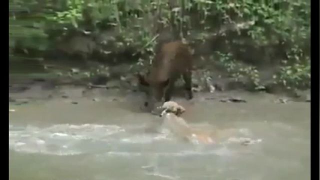 کلیپ حمله سگ های شکاری به گراز وحشی !