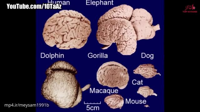 کلیپ بسیار جالب 18 حقیقت باورنکردنی درباره فیل ها !