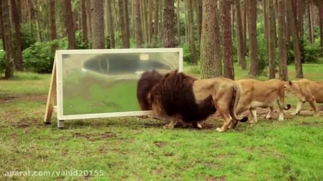 کلیپ جالب عکس العمل شیر ها در مواجهه با آیینه !