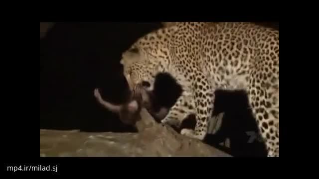 ویدیو بسیار زیبا درباره احساسات حیوانات حیات وحش ، بسیار تاثیرگذار !