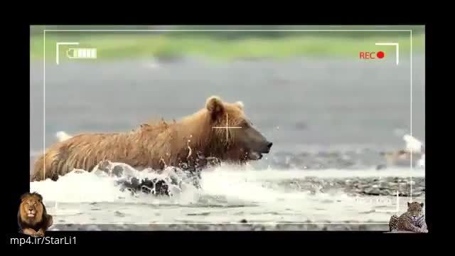 ویدیو بسیار حیرت انگیز از مبارزه گرگ و خرس 