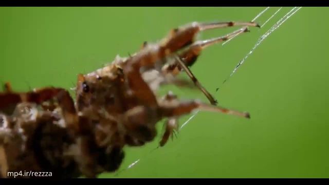 کلیپ تصویری نمای نزدیک از عنکبوتی با قدرت ماورایی !