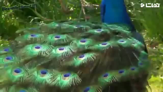 فیلم جالب و هیجان انگیز لحظه باز شدن پرهای طاووس !