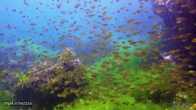 ویدیو بسیار جذاب و دیدنی از اعماق اقیانوس ها !