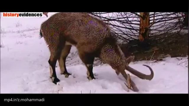 مستند راز بقا ایران - کلیپ بسیار جالب از طبیعت وحش ایران !
