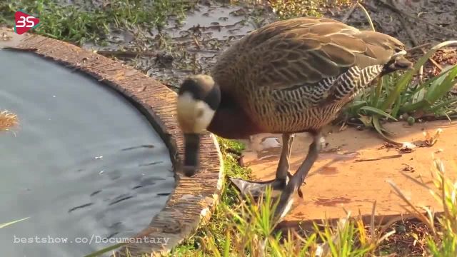 فیلم نجات دادن اردک از حلقه پلاستیکی !