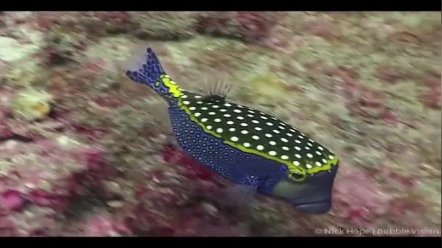 ویدیو مستند اسرار اعماق اقیانوس - قسمت چهارم