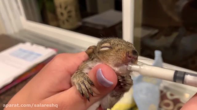 کلیپ جالب سنجابی که برای نجات بچه اش از مردم کمک خواست !