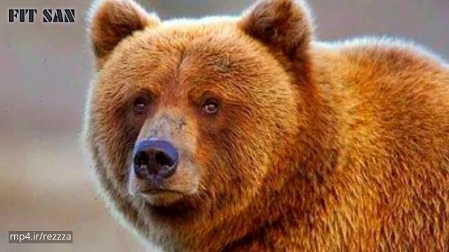 ویدیو معرفی خرس ها - با خرس های قدرتمند بیشتر آشنا شوید !