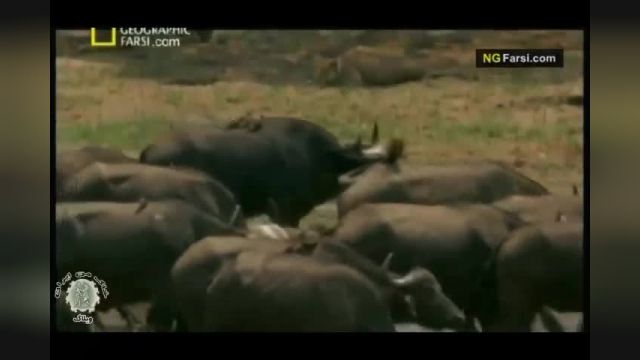 دانلود مستند بسیار جذاب حیات وحش آفریقا - قسمت دوم