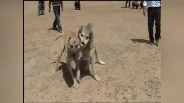 کلیپ جنگیدن 2 سگ سرابی ایرانی جدید !