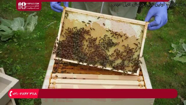 آشنایی با اجزاء تشکیل دهنده کلنی زنبور عسل