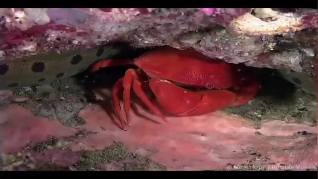 ویدیو مستند اسرار اعماق اقیانوس - قسمت نهم