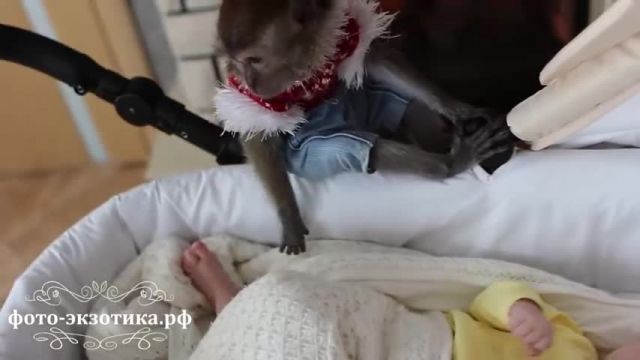 کلیپ بسیار زیبا از زندگی میمون ها کنار نوزادان !