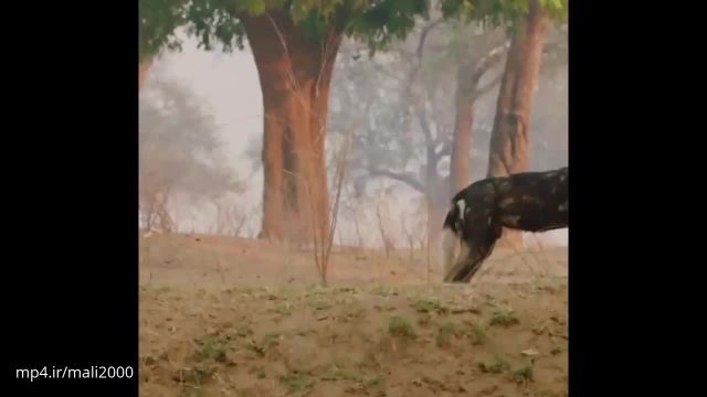 مستند راز بقا - یک روز در دشت های زیمبابوه کنار حیوانات !