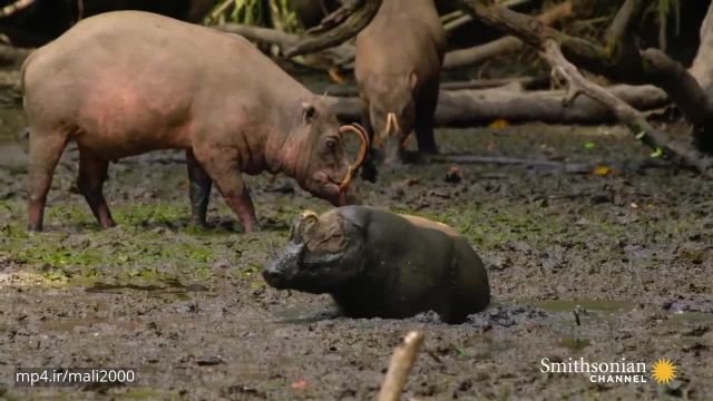 مستند حیات وحش - با عجیب ترین خوک های جهان آشنا شوید !