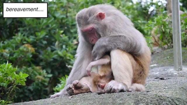 کلیپ بسیار جالب و دیدنی از میمون ها در حیات وحش