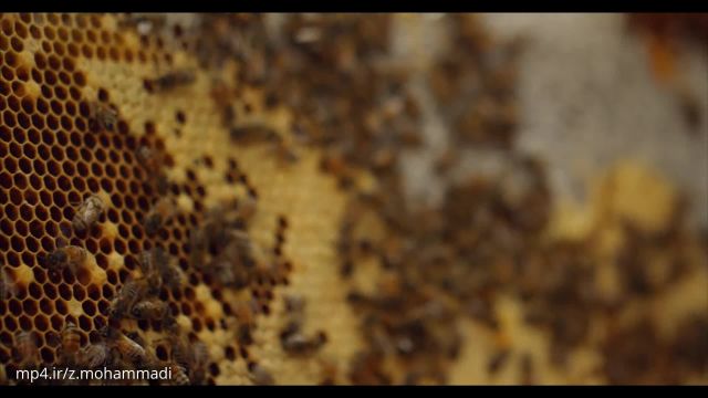 مستند بسیار جالب زندگی زنبور های عسل !