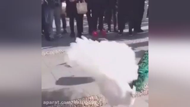 کلیپ پرواز کردن طاووس در آسمان !