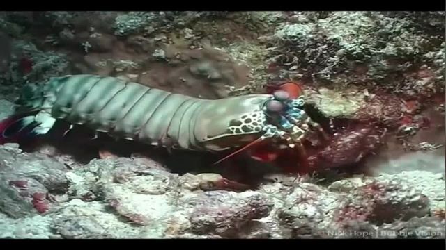 ویدیو مستند اسرار اعماق اقیانوس - قسمت هفتم