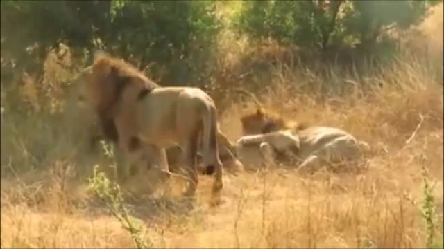 ویدیو حمله کردن وحشیانه 3 شیر نر به 1 شیر ماده در حیات وحش !