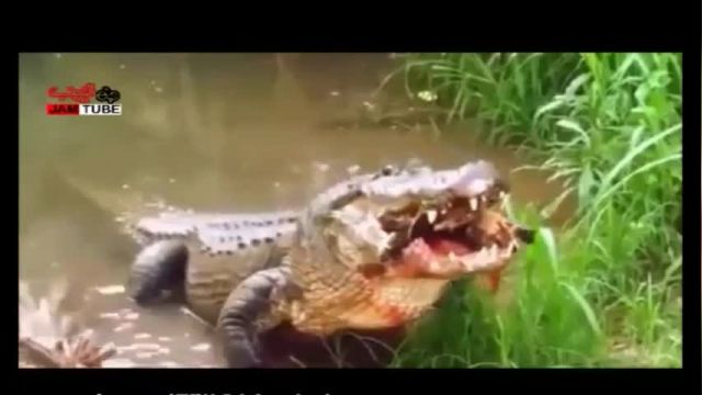 ویدیو ترسناک از لحظه ترکیدن لاکپشت در آرواره های کروکدیل !