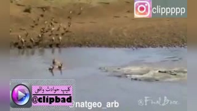 ویدیو حیات وحش درباره ضرب المثل نخوری میخورنت !