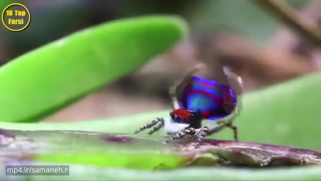 کلیپ تصویری معرفی عنکبوت طاووسی بسیار زیبا و عجیب !