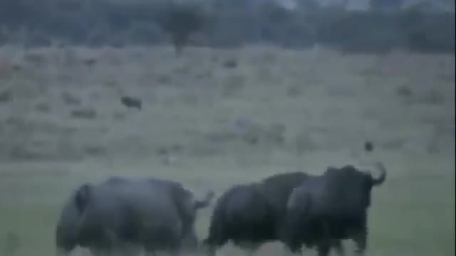 ویدیو نبرد دیدنی بوفالو و کرگدن در حیات وحش !