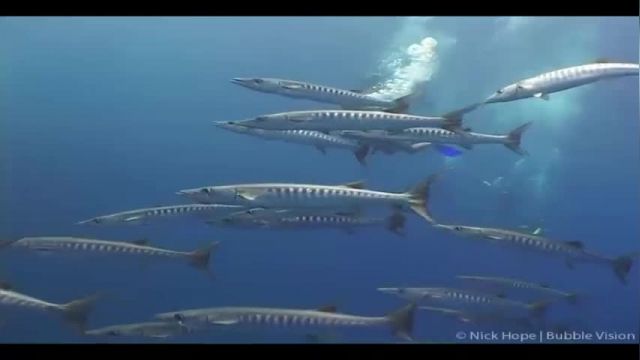 ویدیو مستند اسرار اعماق اقیانوس - قسمت پنجم