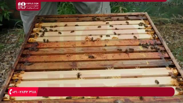 آموزش نصب تهویه مطبوع در کندو زنبور عسل