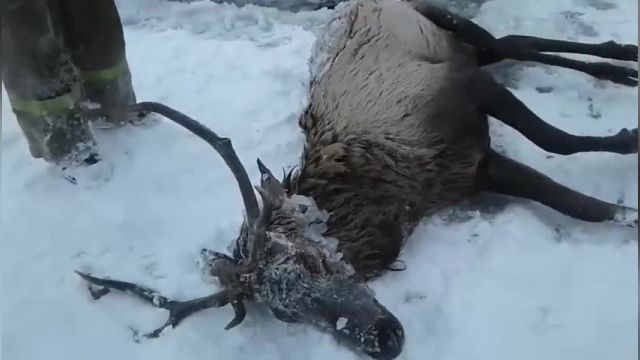 کلیپ جالب از نجات گوزنی که در رودخانه یخ زده گیر افتاده !