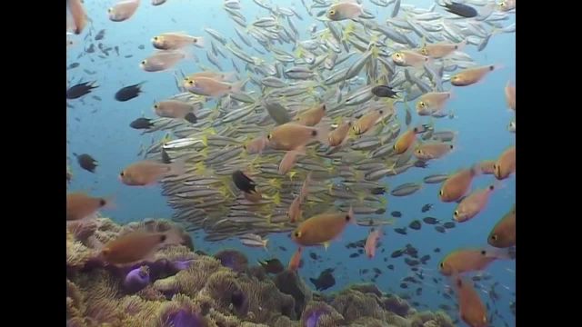 مستند بسیار جذاب از ماهی‌های ریف در اعماق دریاها